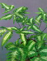Table Fern